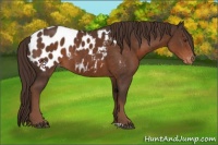 Horse Color:Liver Chestnut Appaloosa 