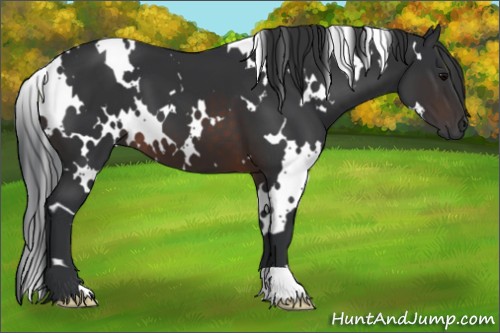 Horse Color:White Spotted Brown 