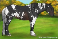 Horse Color:White Spotted Brown 