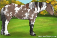 Horse Color:White Spotted Brown 