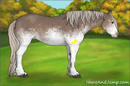 Horse Color:White Spotted Silver Black