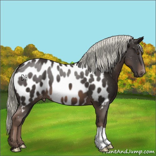 Horse Color:Liver Chestnut Mushroom Appaloosa 