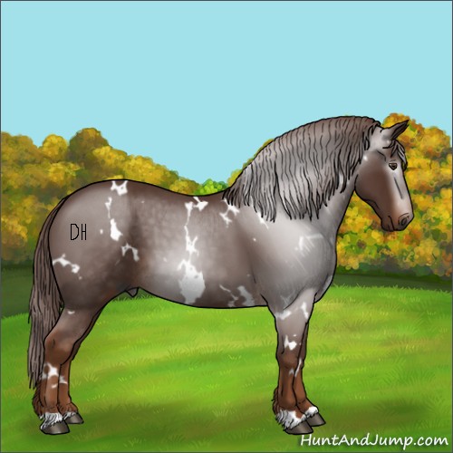 Horse Color:Gray White Spotted Chestnut 