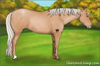 Horse Color:Silver Brown Pearl Rabicano 