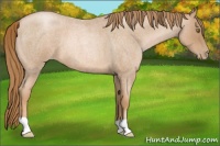 Horse Color:Red Roan Pearl 