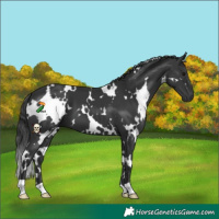 Horse Color:White Spotted Black 