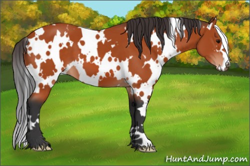 Horse Color:White Spotted Bay 