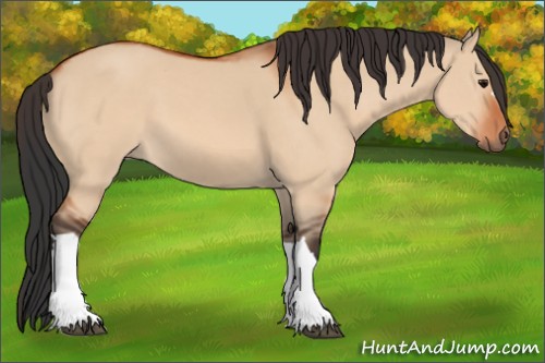 Horse Color:Bay Dun 