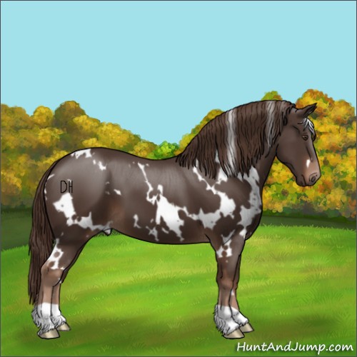 Horse Color:White Spotted Liver Chestnut 