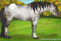 Horse Color:Smoky Grullo Ice Sabino Appaloosa 