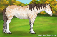 Horse Color:Buckskin Ice Dun Sabino Splash 