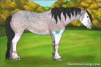 Horse Color:Grullo Ice Sabino Splash Rabicano