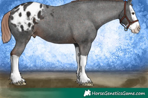 Horse Color:Liver Chestnut Splash Appaloosa 