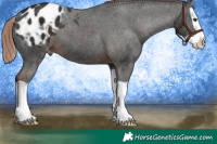 Horse Color:Liver Chestnut Splash Appaloosa 