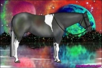 Horse Color:Black Sabino Tobiano 