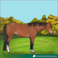 Horse Color:Bay Tobiano 