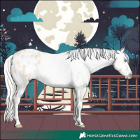 Horse Color:Silver Perlino Appaloosa 