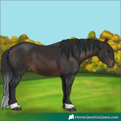 Horse Color:Brown 