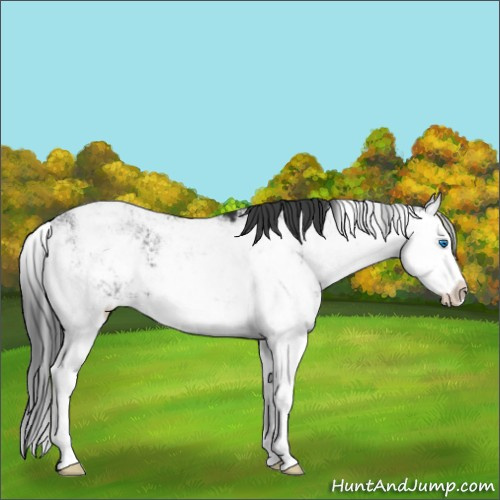 Horse Color:Black Sabino Splash 