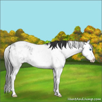 Horse Color:Black Sabino Splash 