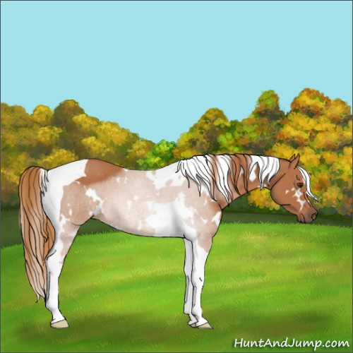 Horse Color:White Spotted Chestnut Tobiano