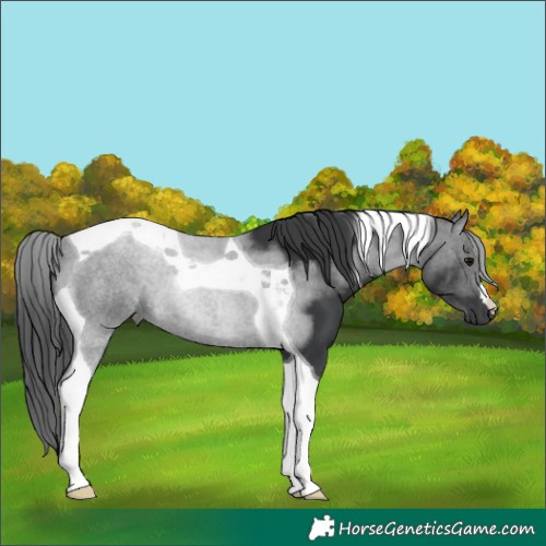 Horse Color:Black Tobiano 