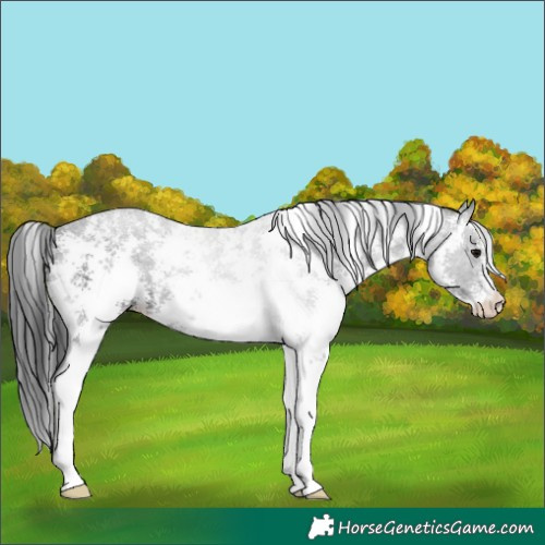 Horse Color:Black Sabino