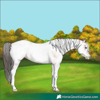 Horse Color:White Spotted Bay 