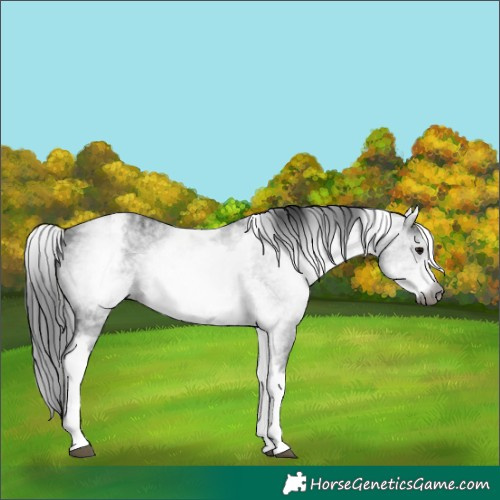 Horse Color:Gray White Spotted Black