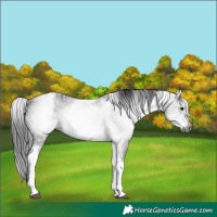Horse Color:Gray White Spotted Black 