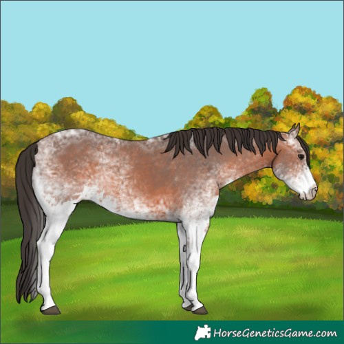 Horse Color:White Spotted Bay Ice Rabicano