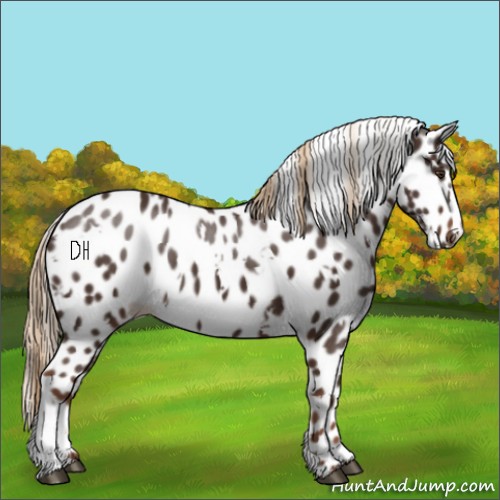 Horse Color:White Spotted Liver Chestnut Appaloosa 