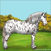 Horse Color:White Spotted Liver Chestnut Appaloosa