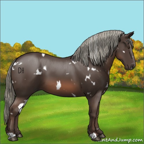 Horse Color:White Spotted Liver Chestnut Mushroom
