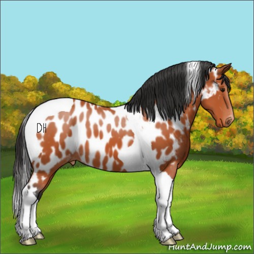 Horse Color:Bay Tobiano Appaloosa 