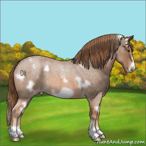 Horse Color:White Spotted Red Roan Frame Appaloosa 