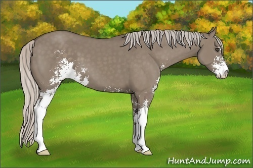 Horse Color:Silver Grullo Sabino 
