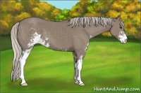 Horse Color:Silver Grullo Sabino 
