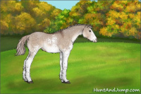 Horse Color:White Spotted Silver Brown Dun Sabino Appaloosa 