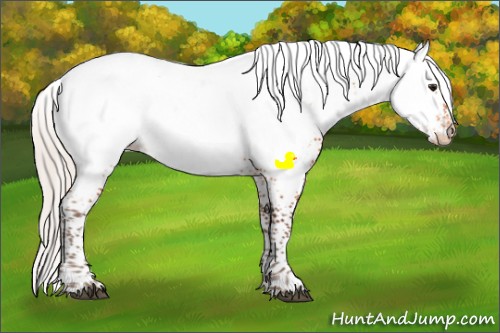 Horse Color:White Spotted Silver Bay Near Fewspot 