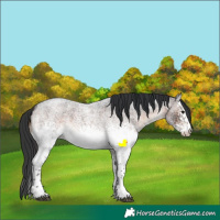 Horse Color:White Spotted Brown Roan Rabicano
