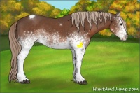 Horse Color:White Spotted Liver Chestnut Tobiano 