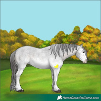 Horse Color:White Spotted Brown Roan Appaloosa