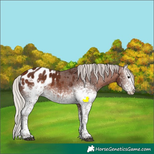 Horse Color:White Spotted Silver Brown Sabino Blanket Rabicano