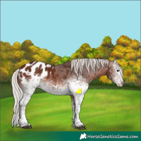Horse Color:White Spotted Silver Brown Sabino Appaloosa Rabicano 