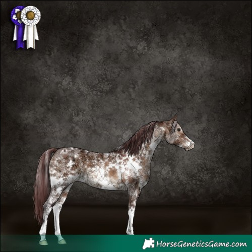 Horse Color:White Spotted Chocolate Brown Ice Dun Sabino