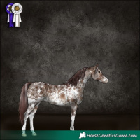 Horse Color:White Spotted Chocolate Brown Ice Dun Sabino 