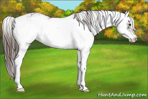 Horse Color:Liver Chestnut Sabino 
