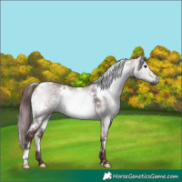 Horse Color:Gray Platinum White Spotted Chocolate Brown Dun 