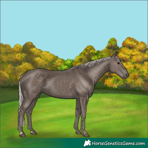 Horse Color:Silver Black 